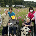 コスモス見学