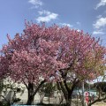 陽だまり桜