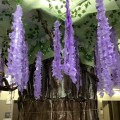 藤の季節です。