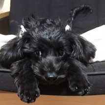 蒲原さん（児童発達支援管理責任者）