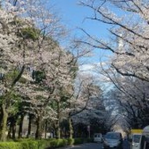 🌸🌸🌸はなよりだんご🌸🌸🌸🌸