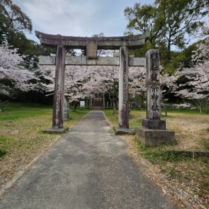 お花見週間