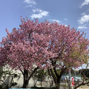 陽だまり桜