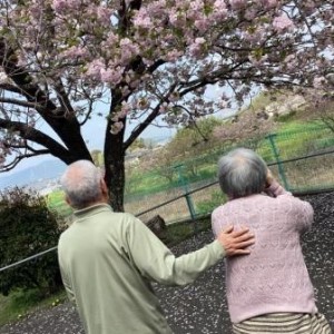 八重桜