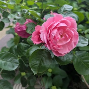 雨の季節