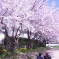 桜見物
