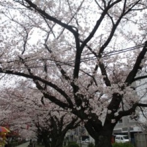 桜を見に行って来ました　　～春日市春町編～