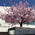 ちくしの荘桜満開