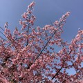 桜が見たい！！