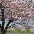 ✿寿光園の八重桜 満開✿